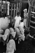 The girls with sheep, Vallecitos